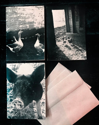 Barnyard Animals - Set of 3 note cards - noteify