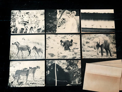 Safari Animals of Africa assorted boxed set of 8 folded note cards - noteify